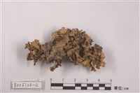 藏品(島衣屬)的圖片